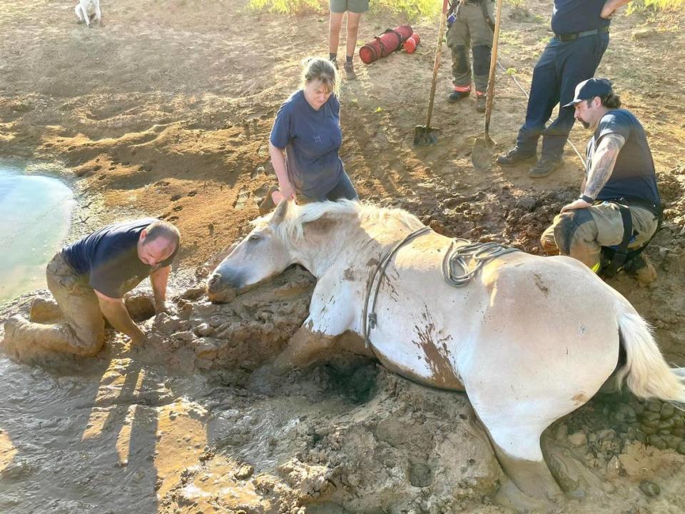 North Texas firefighters rescued a horse named Bella who was stuck in thick mud up to her belly in Copper Canyon on Sunday morning. 