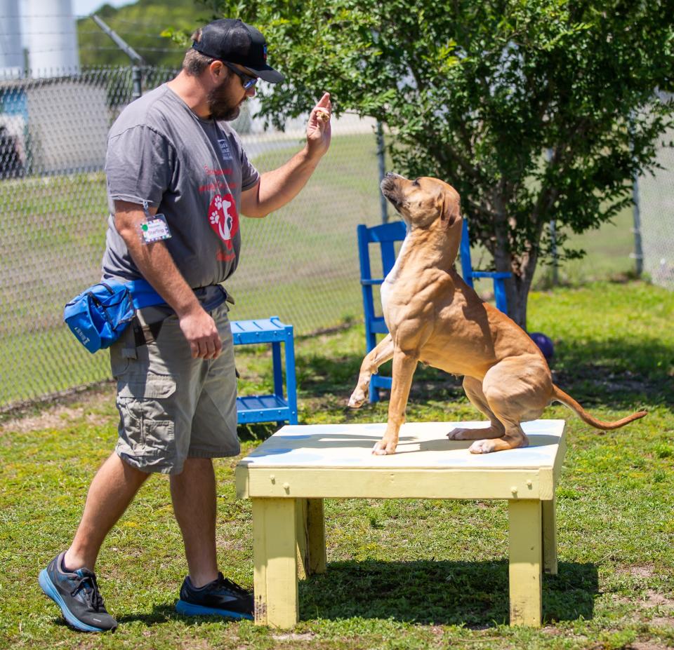 File picture of a volunteer working with a dog at the animal shelter