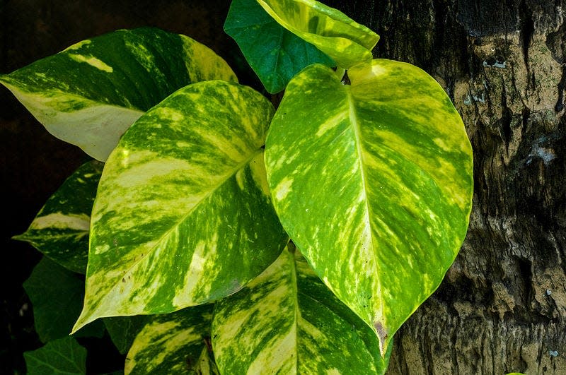 Pothos is an excellent plant for interiorscaping, but it becomes invasive if planted outdoors.