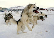 A sled dog jumps in excitement before going on a run on the ice of Frobisher Bay in arctic town of Iqaluit March 30. The new Canadian territory of Nunavut, which has a population of 25,000 and covers over two million square kilometers of arctic terrain, will come into being on April 1. **DIGITAL IMAGE**