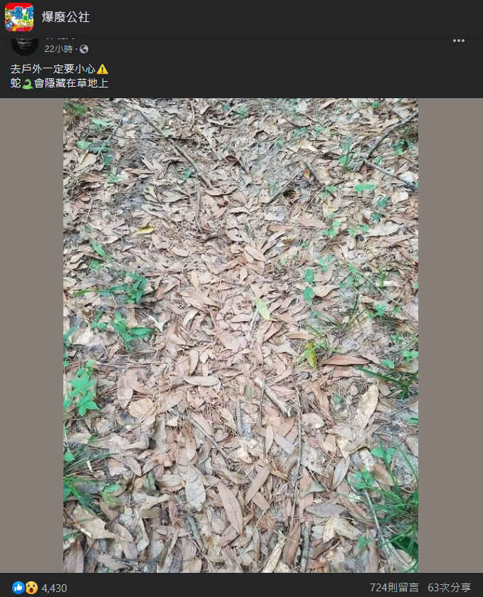 網友發文表示蛇在草地中，不仔細看找不到牠的蹤影。（圖／翻攝自臉書）