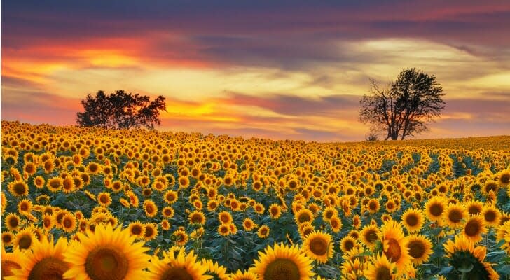 Kansas sunflower field