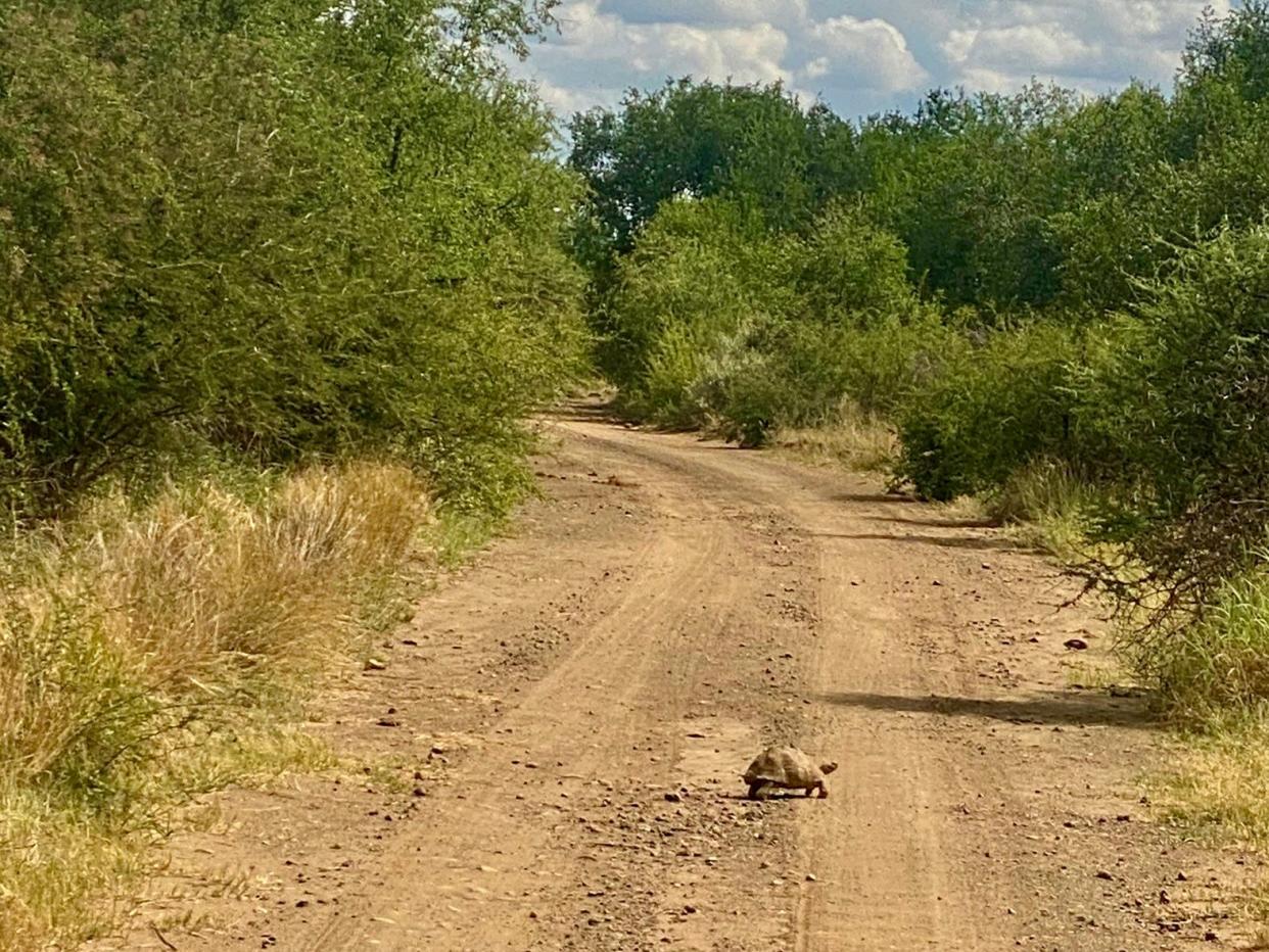 A tortoise crossing a dusty road.