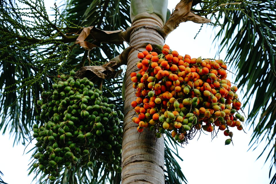 palm fruits on tree palm