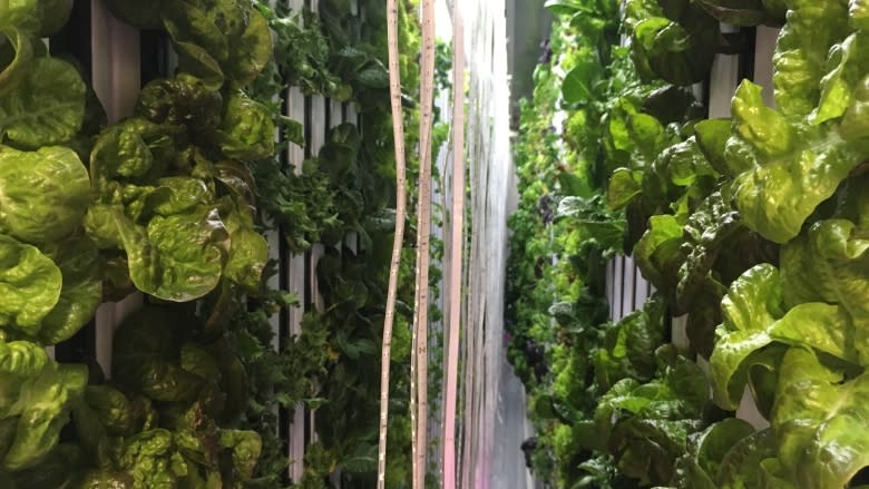 Tiny farm grows giant crop in old Dartmouth shipping container