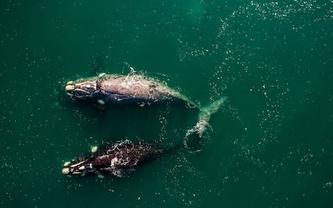 Hermanus whales - Credit: Getty