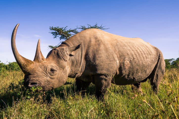 <p>Rhinos are famous for their horns, and they were named for their signature feature. But the moniker isn’t super creative. The word rhinoceros is a literal mix of two Greek words that best describe how they look: <em>rhino </em>(nose) and <em>ceros </em>(horn).</p>