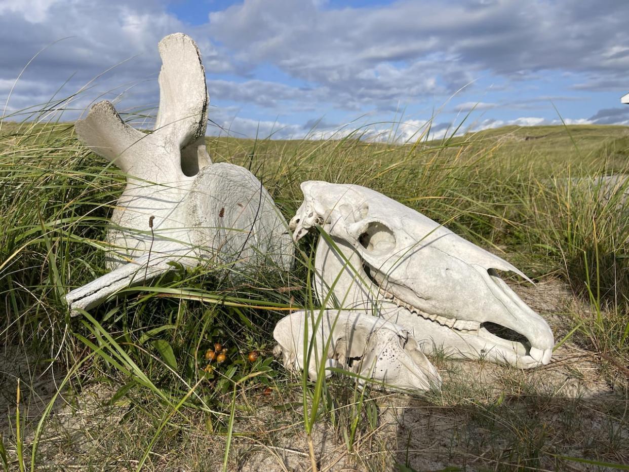 Parks Canada believes about 150 Sable Island horses died off during the winter — about 25 per cent of the population.   (Robert Short/CBC - image credit)