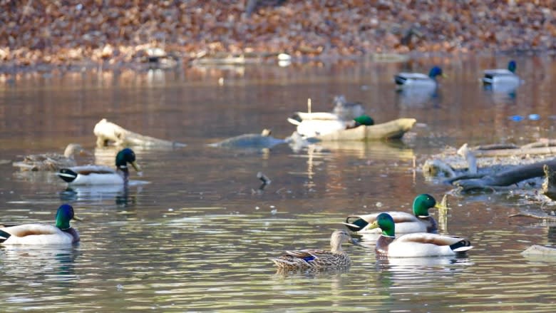 4 reasons why feeding bread to ducks is stupid