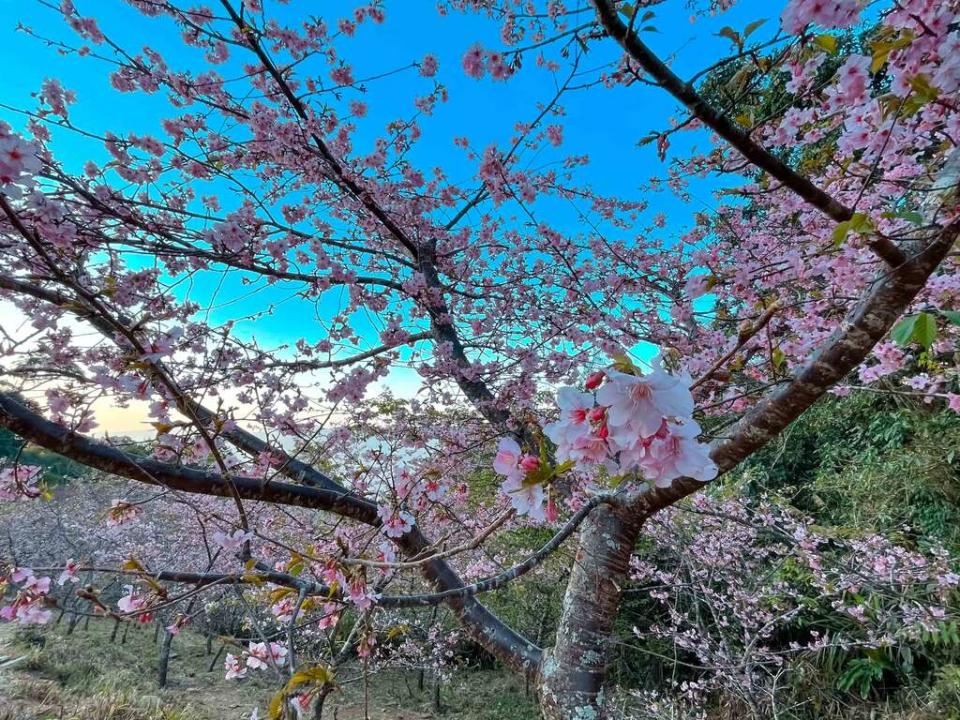 寶山二集團櫻花（圖片來源：高雄旅遊網）