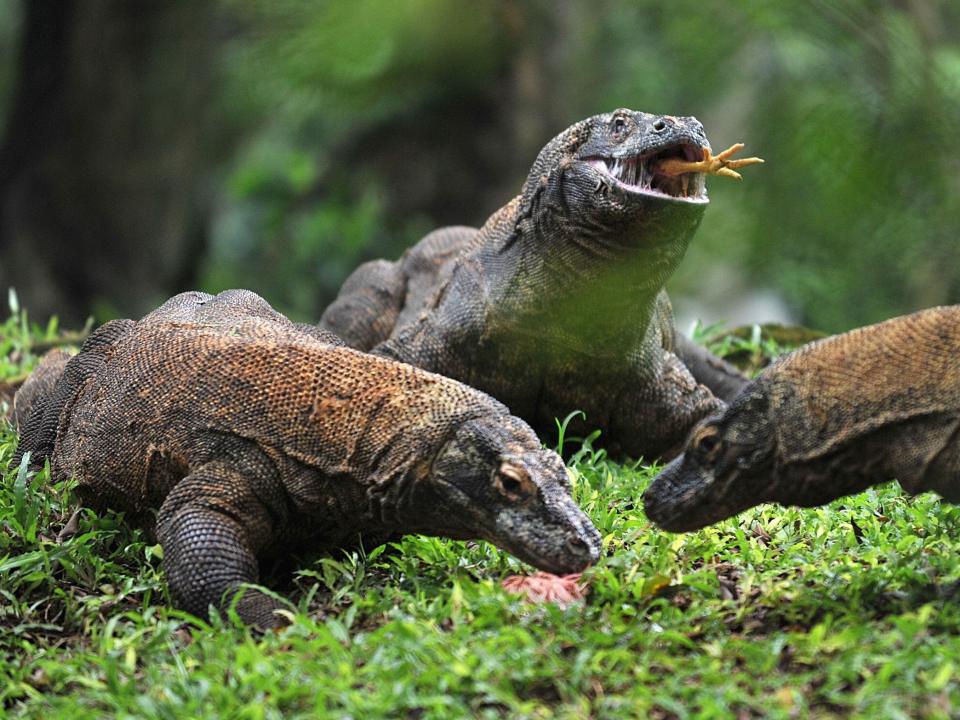 Komodo dragons eating a chicken with one lizard having a chicken foot hanging out of its mouth.