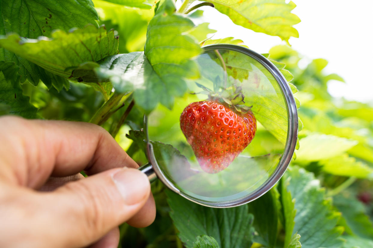 Examining Fresh Growing Organic Fruit Using Magnifying Glass