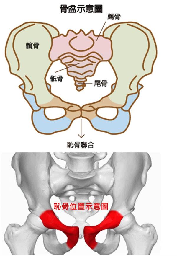 恥骨在哪裡 懷孕恥骨痛起來要人命