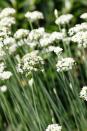 <p>Just like onion chives have a light onion flavor, these chives have a slight garlic taste. The thin grassy leaves and fragrant flowers make a pretty addition to the garden. They bloom later in the season than onion chives, typically late summer. Use in place of garlic. </p><p><a class="link " href="https://go.redirectingat.com?id=74968X1596630&url=https%3A%2F%2Fwww.burpee.com%2Fchives-garlic-geisha.html&sref=https%3A%2F%2Fwww.veranda.com%2Foutdoor-garden%2Fg35122682%2Fperennial-herbs%2F" rel="nofollow noopener" target="_blank" data-ylk="slk:SHOP GARLIC CHIVES;elm:context_link;itc:0;sec:content-canvas">SHOP GARLIC CHIVES</a></p>