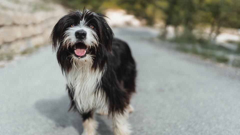 Tibetan Terrier stood in the middle of stone path