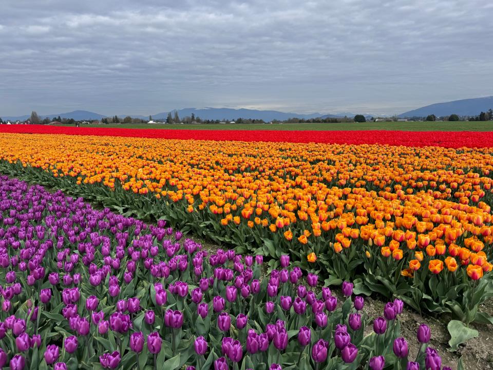 Rows of purple, orange, and red tulips, with trees and mountains in the distance.