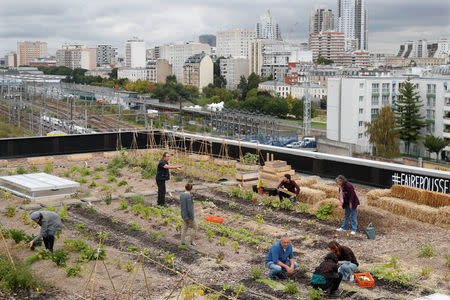 Post office employees pose on a 900 square meters farm garden on the rooftop of their postal sorting center, as part of a project by Facteur Graine (Seed Postman) association to transform a city rooftop as a vegetable garden to grow fruits, vegetables, aromatic and medicinal plants, with also chickens and bees in Paris, France, September 22, 2017. Picture taken September 22, 2017. REUTERS/Charles Platiau