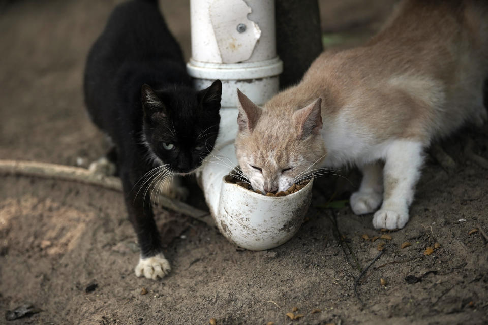 Gatos disfrutan comida colocada por voluntarios en la Isla Furtada, Brasil, conocida como la "Isla de los Gatos", en Mangaratiba, el martes, 13 de octubre del 2020. (AP Foto/Silvia Izquierdo)