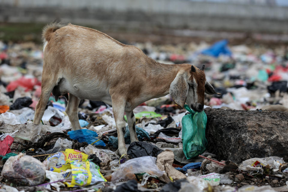 A goat is foraging for food inside a plastic bag in Jakarta, Indonesia, on Feb. 15, 2019. (Photo by Andrew Gal/NurPhoto via Getty Images) (Photo: NurPhoto via Getty Images)