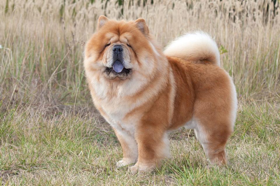 <p>Martha Stewart is famously a fan of this dignified breed. Despite their powerful appearance, Chows require only moderate exercise — making them adaptable to city life. </p><p><strong>Weight: 45-70 pounds</strong></p><p><strong>RELATED: </strong><a href="https://www.goodhousekeeping.com/life/pets/g22875083/best-apartment-dogs/" rel="nofollow noopener" target="_blank" data-ylk="slk:15 Best Apartment Dogs for City Dwellers;elm:context_link;itc:0;sec:content-canvas" class="link ">15 Best Apartment Dogs for City Dwellers</a></p>