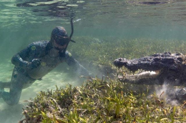 Unusual tactic used for filming crocodiles