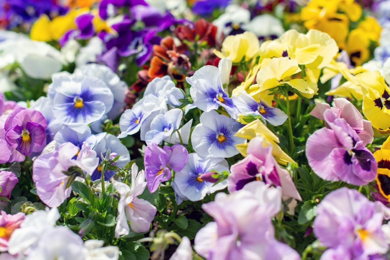 cottage garden pansy