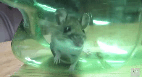 Someone Invented a DIY Mouse Trap That Solves the Animal Cruelty Problem