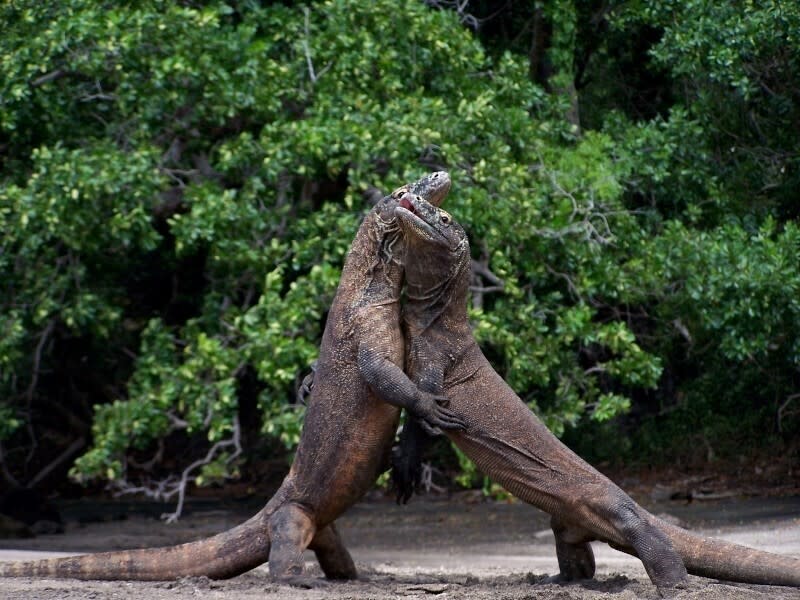 This undated photo provided by researcher Bryan Fry shows Komodo dragons at Komodo National Park in Indonesia. The predatory lizards, which can reach a length of 10 feet (3 meters) and more than 300 pounds (135 kilograms), were recently moved from “vulnerable” to “endangered” status on the IUCN list of threatened species. The organization cited the impacts of climate change and deterioration of the dragons’ habitat -- including human encroachment — as reasons for the change. (Bryan Fry via AP)