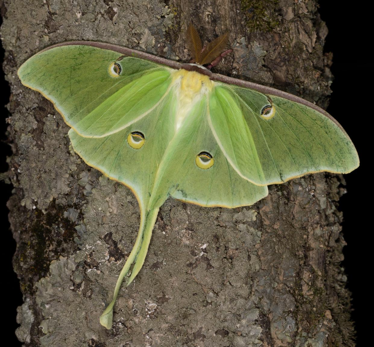 A female luna moth, freshly emerged.