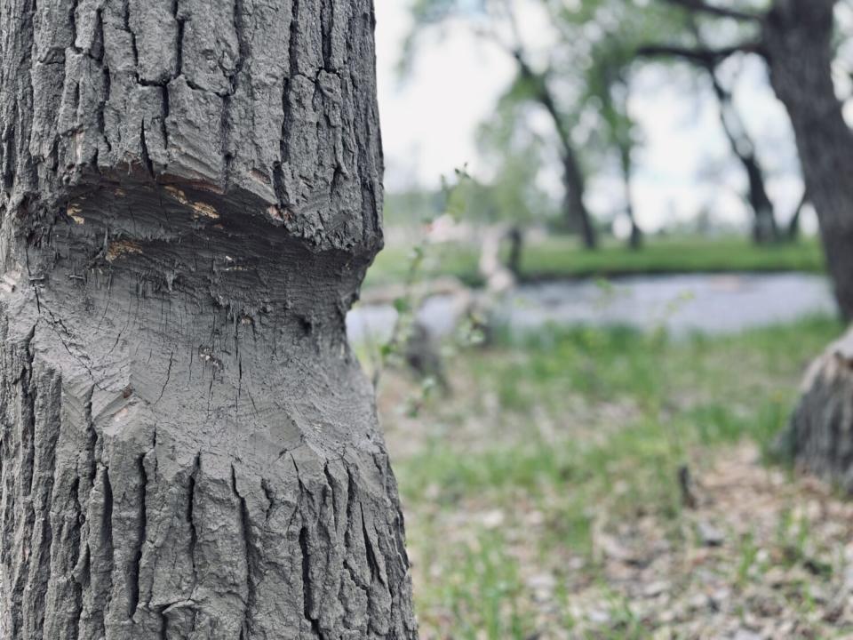 Paint mixed with sand covers the bottom of a beaver damaged tree in Rapid City. (Joshua Haiar/South Dakota Searchlight)