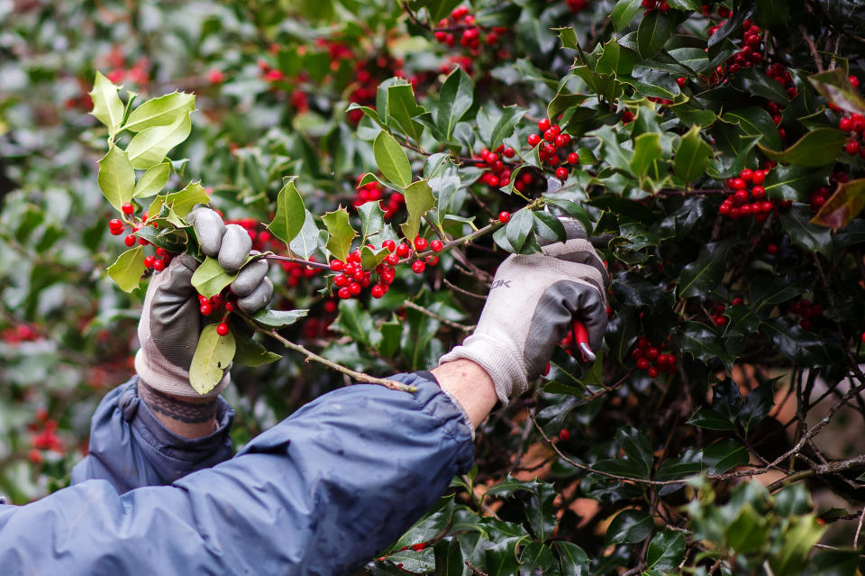 A worker trims a holly tree at a farm. (Getty Images)