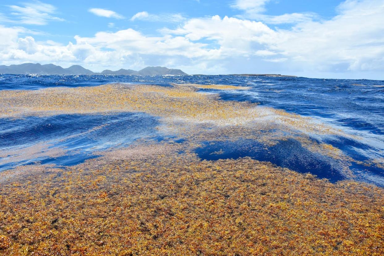 Mats of Sargassum seaweed off the coast of St. Martin in April 2018. <a href="https://commons.wikimedia.org/w/index.php?curid=71649893" rel="nofollow noopener" target="_blank" data-ylk="slk:ELY Michel CC BY-SA 4.0,;elm:context_link;itc:0;sec:content-canvas" class="link ">ELY Michel CC BY-SA 4.0, </a>, <a href="http://creativecommons.org/licenses/by-sa/4.0/" rel="nofollow noopener" target="_blank" data-ylk="slk:CC BY-SA;elm:context_link;itc:0;sec:content-canvas" class="link ">CC BY-SA</a>