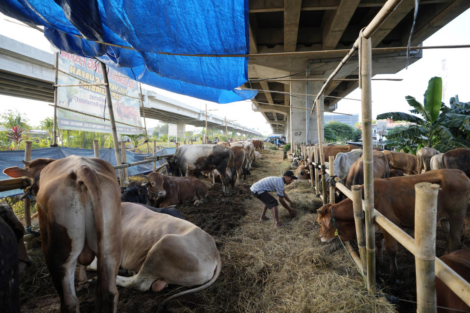 A man feeds cows for sale ahead of the Eid al-Adha holiday under a flyover in Jakarta, Indonesia on July 8, 2022. Thousands of cattle are covered in blisters from highly infectious foot-and-mouth disease in Indonesia, sounding the alarm for the country, its Southeast Asian neighbors and Australia. (AP Photo/Achmad Ibrahim)