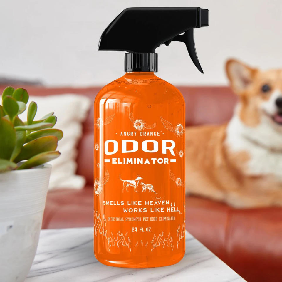 The orange bottle with black spray head is shown on a table in the foreground next to a potted succulent, with a corgi on a couch in the background.