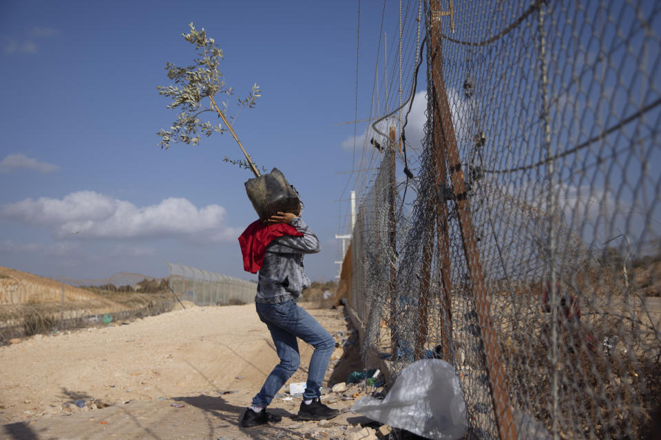 FILE - A Palestinian man carries an olive tree as he crosses illegally into Israel from the West Bank, through a gap in the separation barrier, south of the West Bank town of Hebron, March. 8, 2021. Israel on Monday, Jan. 31, 2022, called on Amnesty International not to publish an upcoming report accusing it of apartheid, saying the conclusions of the London-based international human rights group are “false, biased and antisemitic.” (AP Photo/Oded Balilty, File)