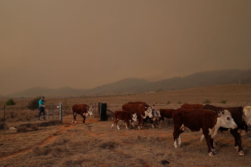 A local resident moves cows toward a potential escape route as a bushfire approaches in Bredbo