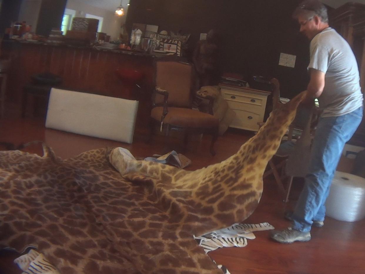 A full giraffe skin was among items found legally on sale: HSUS