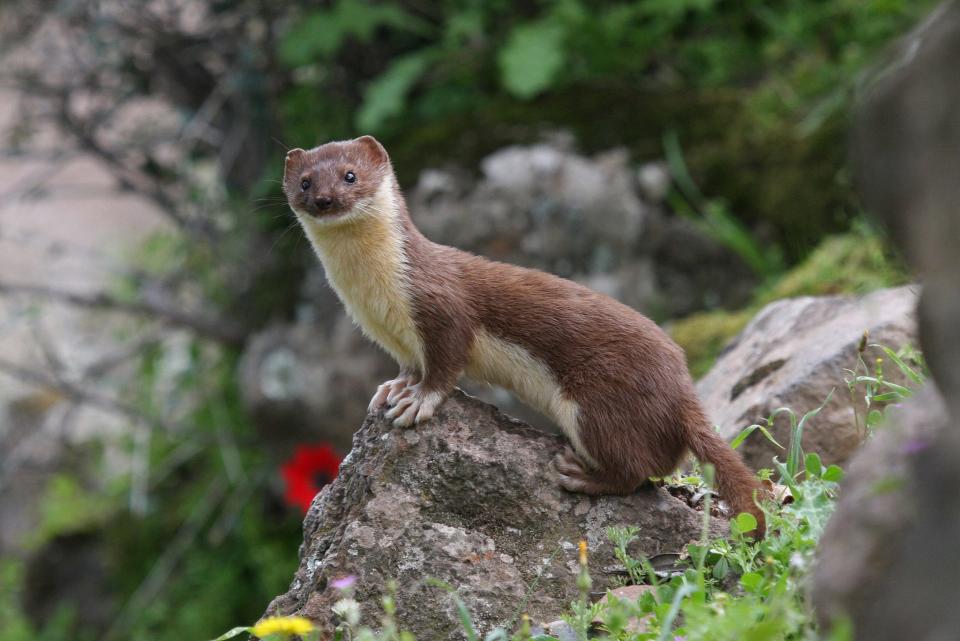 For years, scientists have been working to find live examples of the least weasel in the Smokies. Despite its diminutive size, this smallest member of the mustelid family and the smallest carnivore in the world has a more forceful bite pound-for-pound than a lion, tiger, or bear.