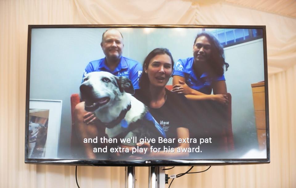 koala detection dog