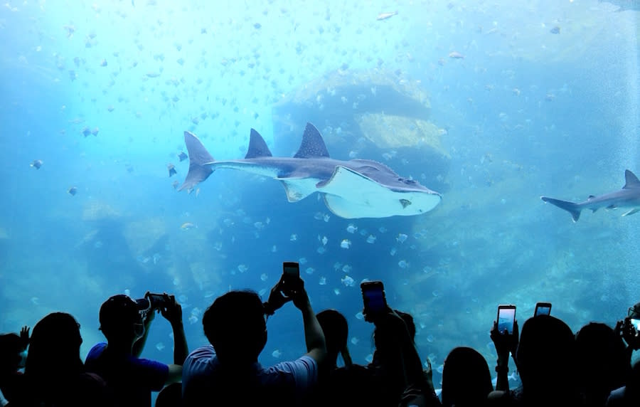 桃園水族館 Xpark 八景島水族館