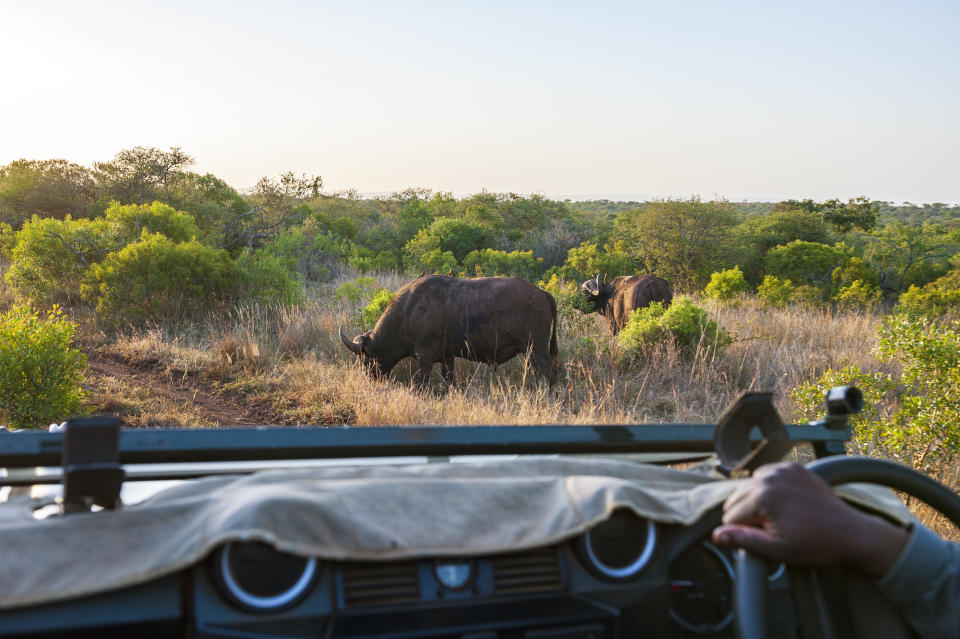 THANDA, HLUHLUWE, KWAZULU NATAL, SOUTH AFRICA - 2018/11/16: Watching buffalo at Thanda Safari Lodge, a 14,000-hectare Big Five private game reserve owned by Swedish  IT entrepreneur Dan Olofsson in northern Zululand, South Africa. (Photo by Leisa Tyler/LightRocket via Getty Images)