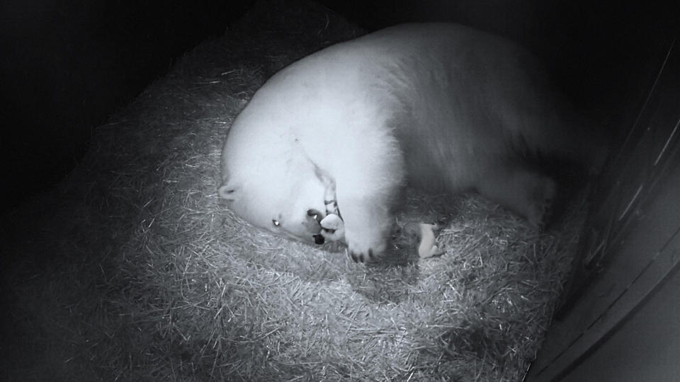 Polar Bear Liya is pictured with her two polar bear cubs at Sea World