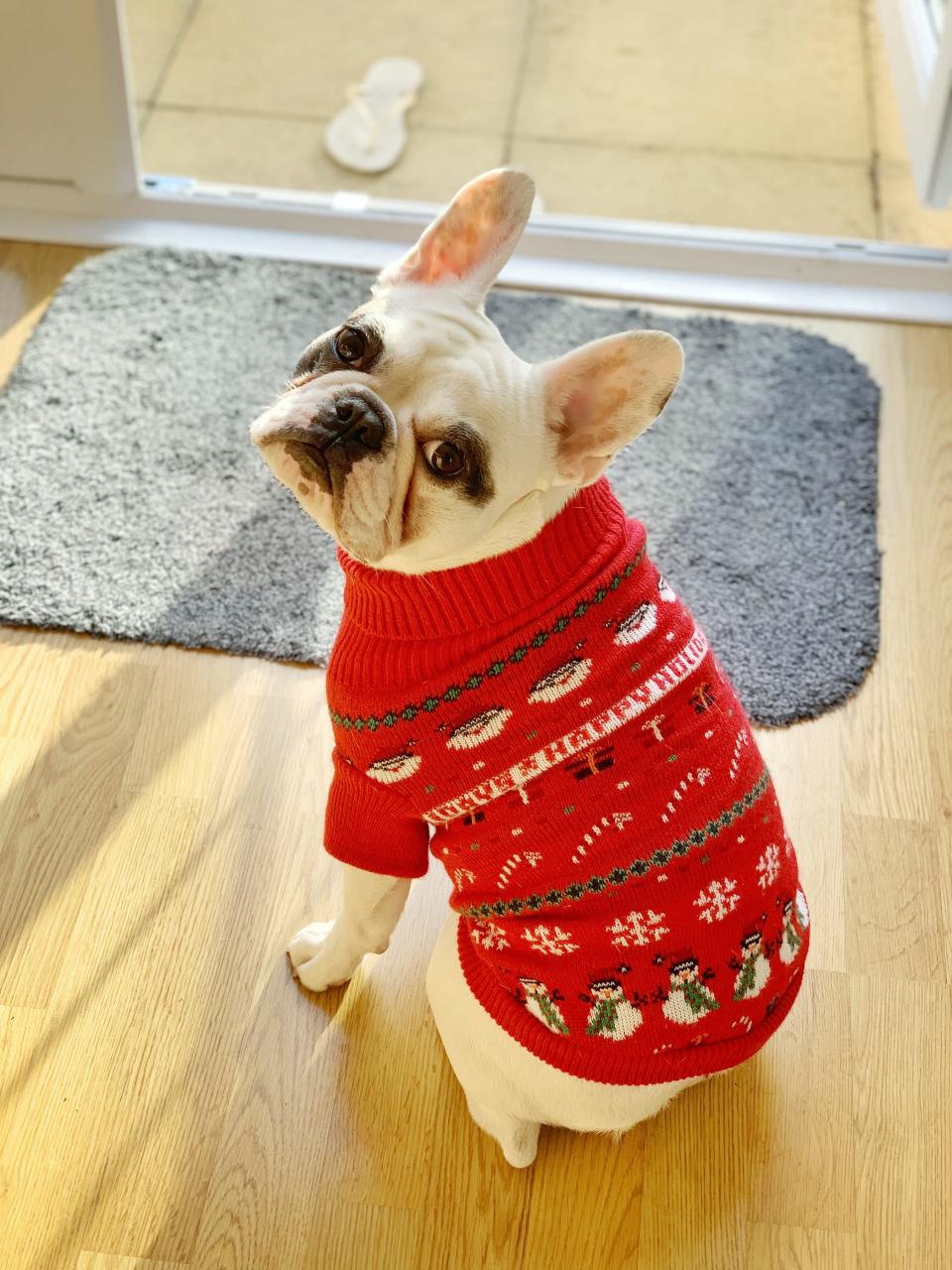 A French Bulldog puppy at Christmas. A Massachusetts family is grieving the loss of their 3-year-old French bulldog police said died in the care of a woman hired to train the dog.