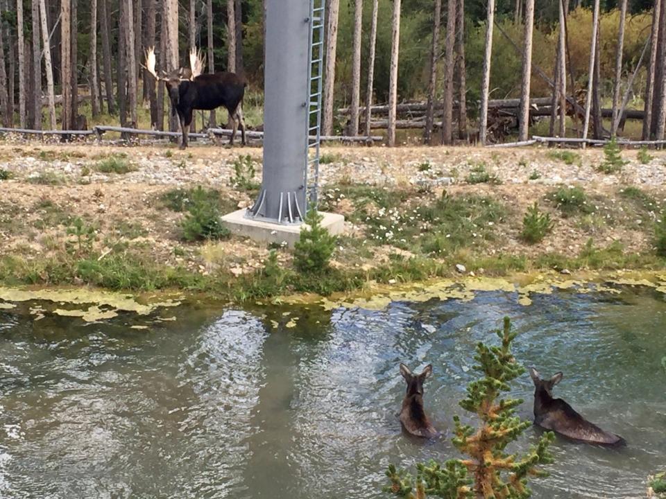 Bull moose and two more in a pond near a Breckenridge, Colo., hotel.