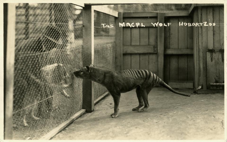 A postcard showing a thylacine staring at the zoo superintendent through a fence. 