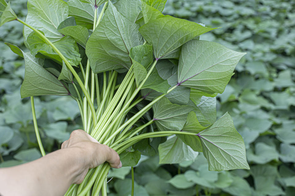 吃多不容易胖，地瓜葉的膳食纖維有3.3公克，同時含豐富的鉀、鈣、鎂等礦物質，適度食用能促進腸胃蠕動、排便順暢，但記得攝取需多元化，不要只吃單一種蔬菜。