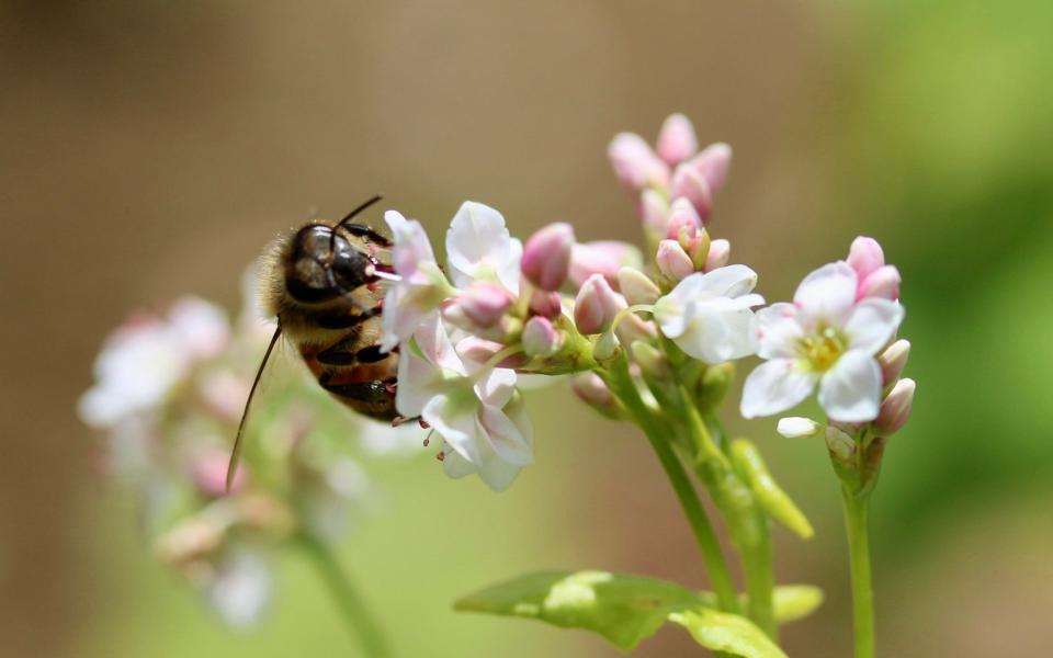 A close up of a honey bees face feeding from a delicate white and pink buckwheat flower - Getty/Hannah McGrath