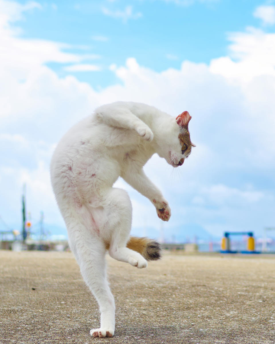 Mortal tomcats! Photographer snaps flying felines in kung fu poses