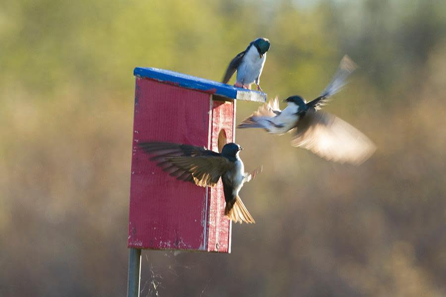 Tree swallows argue over a nest box at Woodland Dunes Nature Center and Preserve.