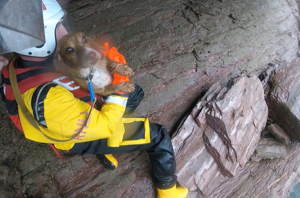 Yogi brach sich beim Sturz mehrere Knochen, befindet sich aber auf dem Weg der Besserung. (Bild: LNRI) 